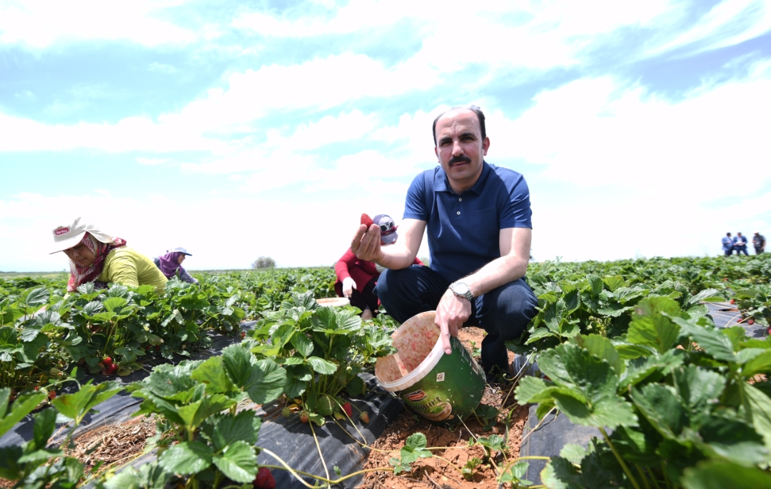 Başkan Altay: “Hüyük Çileği, AB Tescili Alan Konya’mızın İlk Ürünü Oldu, Hayırlı Olsun”