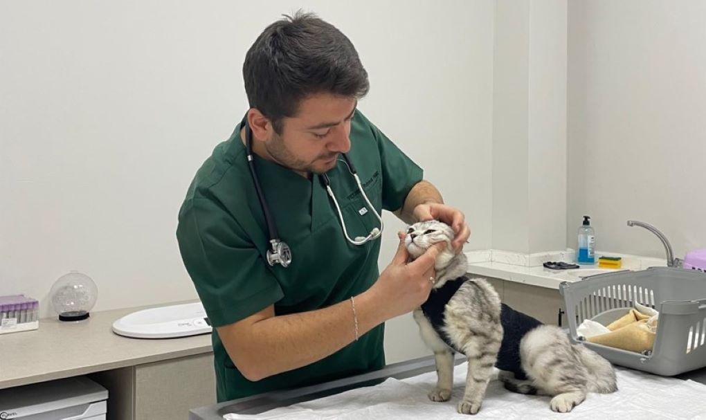 Kedi ve Köpeklerde Bulunan Parazitler İnsan Sağlığını Tehdit Ediyor! 