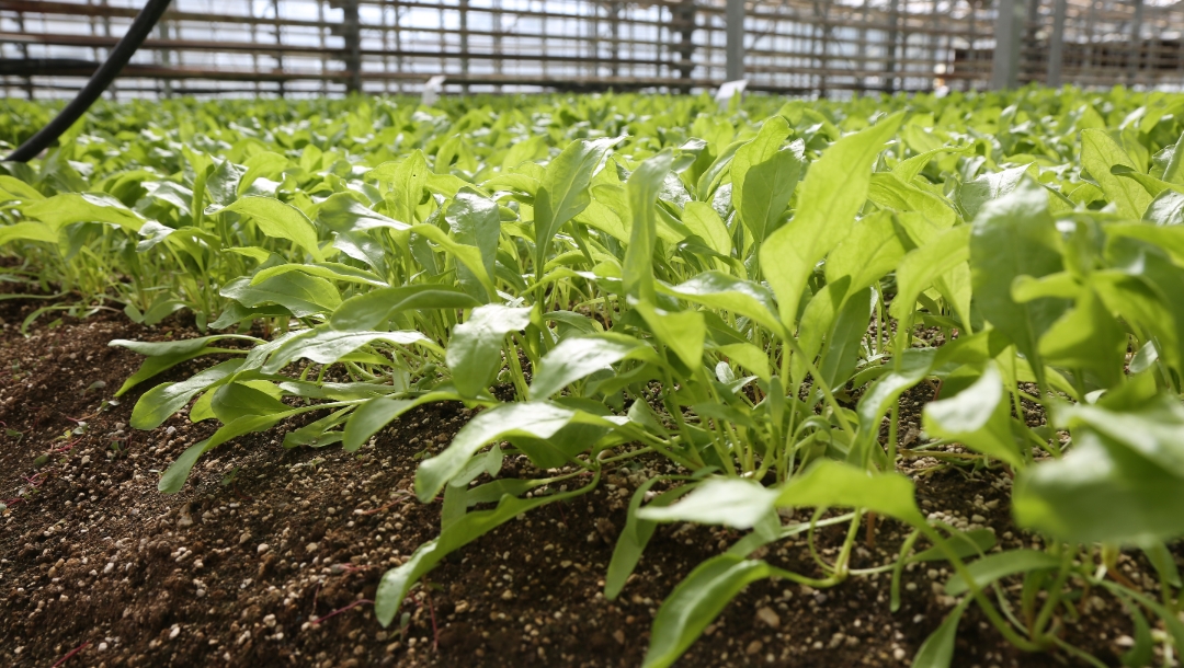 Konya Şeker’den Tarımda Dünya Standardı