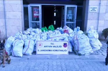 Artvin’de Zehir Tacirlerine Büyük Operasyon! 502 Kilo Esrar Ele Geçirildi!