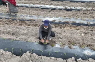 Ata Tohumları Karatay’da Toprakla Buluştu