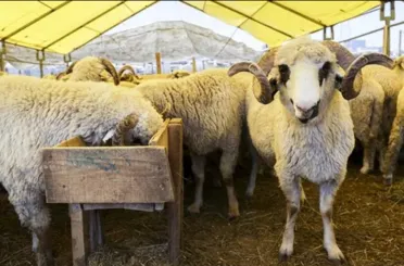 Hangi Hayvanlar Kurban Olarak Kesilmez? Diyanet’e Göre Kurban Seçimi Şartları