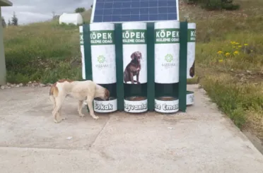 Hayvan Dostu Meram’da Sokak Hayvanlarının Mama Kapları Artık Otomatik Dolacak