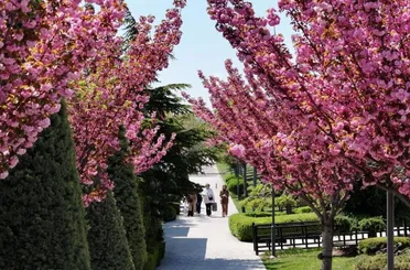 Japonya’ya Gitmeden Sakura Keyfi Konya’da