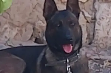 Karaman'da 3 Yaşındaki Salih Efe'ye Saldıran Köpeğin Sahibi Tutuklandı