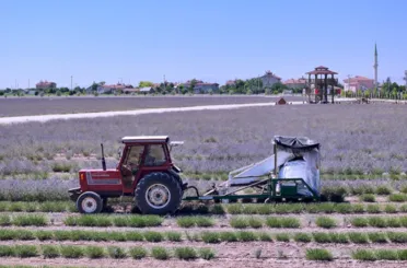 Karatay Lavanta Bahçeleri’nde Hasat Zamanı