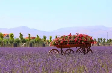 Karatay Lavanta Bahçesi İle Güzelleşiyor