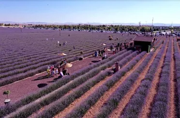 KARATAY LAVANTA BAHÇESİ’NDE HASAT ZAMANI