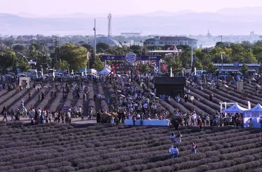 Karatay Lavanta Günleri 455 Bini Aşkın Ziyaretçiyi Ağırlayarak Rekor Kırdı!