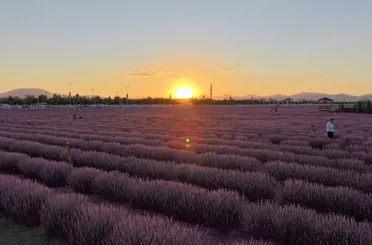 Karatay’da Lavanta Bahçesi Güzelliği İle Ziyaretçilerini Büyülüyor