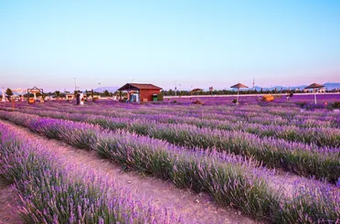 Karatay’da Lavanta Mevsimi Başlıyor!