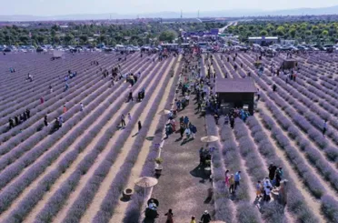 Karatay’ın lavantası ekonomiye katkı sağlıyor