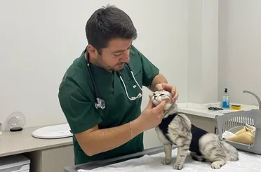 Kedi ve Köpeklerde Bulunan Parazitler İnsan Sağlığını Tehdit Ediyor! 