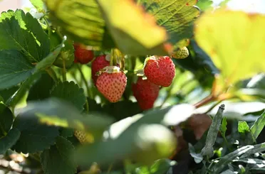 Konya Büyükşehir’den Tarıma Dev Destek: Hüyük Çileğinde Hasat Başladı