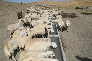 Konya Büyükşehir’in Hazırladığı Sıvatlar Hayvanlar İçin Can Suyu Oluyor