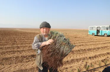 Konya Büyükşehir’in Üreticiye Lavanta Fidesi Desteği Sürüyor