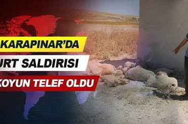 Konya karapınar'da kurt saldırısı.