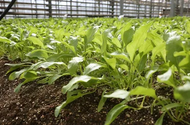 Konya Şeker’den Tarımda Dünya Standardı