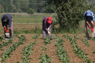 Konya Şeker’den Üreticiye 165 Milyon TL’lik avans ödemesi
