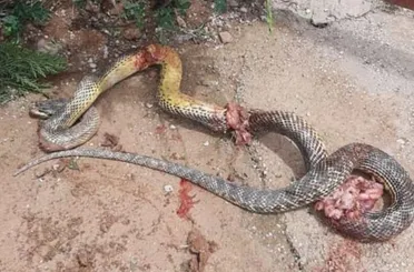 Konya'da dev boğa yılanı paniği 