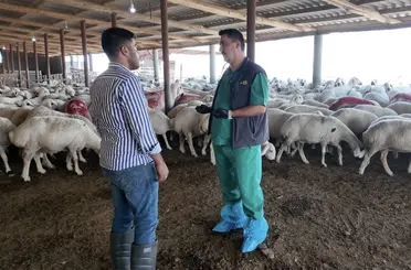 Konya’da Hayvancılığa Büyükşehir Desteği: Üreticiye Ücretsiz Veterinerlik ve Eğitim Hizmeti