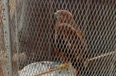 Konya’da kafeste şahin besleyen iş yerine polis baskını