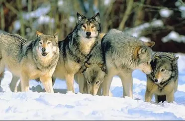 Konya'da kurt sürüsü ineklere saldırdı