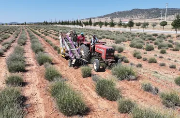 Konya’da Lavanta Hasadı Tamamlandı: Büyükşehir’den Kırsala Tam Destek