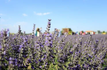 Konya’nın yeni marka değeri, 2 günde 120 bin kişi ağırladı
