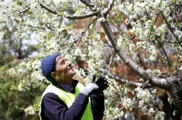 Konya'nın yeşil adamı!15 yılda 45 bin ağaç dikti!