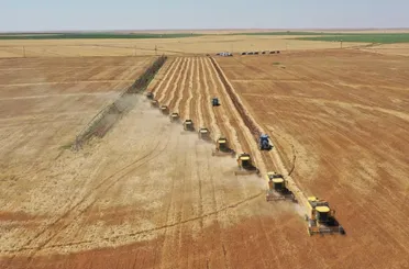 Sadece çiftçiler değil, Konya'daki o üniversite de hasada başladı