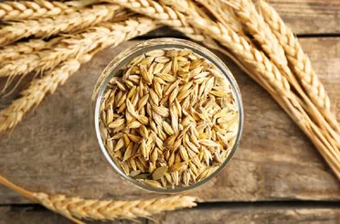 Tarımda Yerli ve Milli Tohum Atağı!