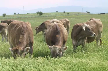 TİGEM'den "Kırsalda Bereket, Hayvancılığa Destek Projesi"!