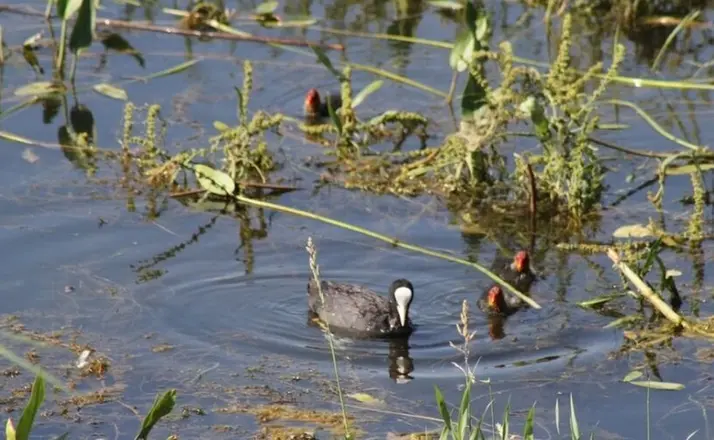Beyşehir'de Meke ve kazlar ilgi odağı oldu