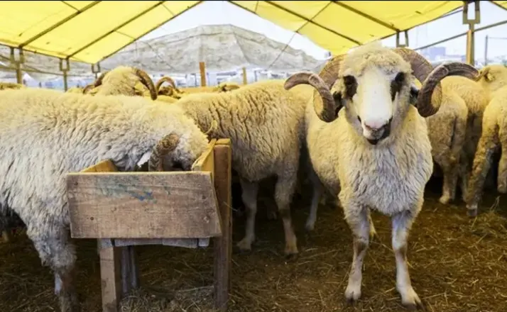 Hangi Hayvanlar Kurban Olarak Kesilmez? Diyanet’e Göre Kurban Seçimi Şartları