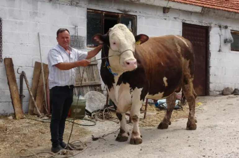 1.6 tonluk boğa bu fiyata satıldı