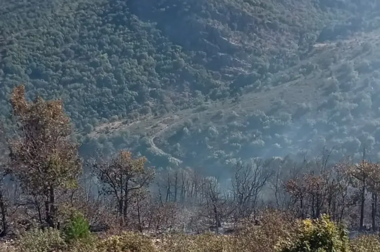 Akşehir’deki Orman Yangını Söndürüldü! Ekiplerin Hızlı Müdahalesi Felaketi Önledi!