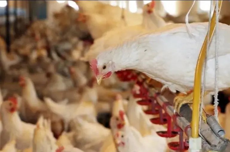  Bakanlık Konya’da Kuş Gribine Rastlandığını Duyurdu!