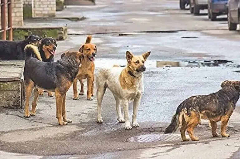 Başıboş Köpekler Kaç Kişinin Canına Mal Oldu?