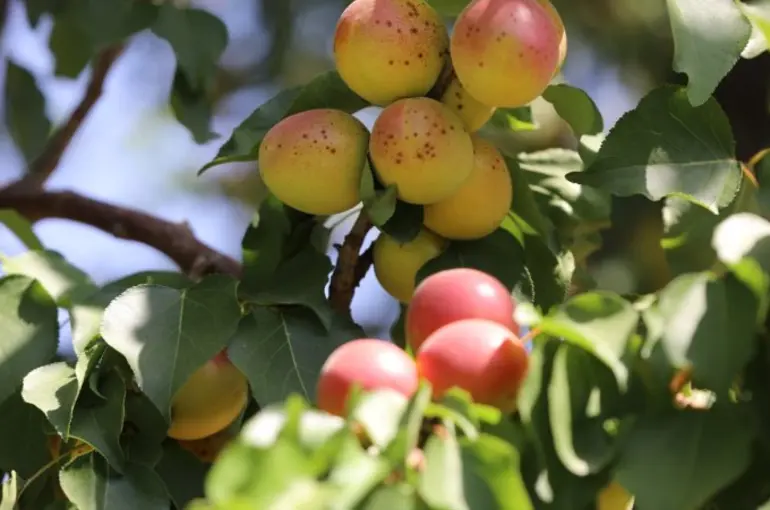 Başkan Uğur İbrahim Altay'dan ,kayısı yetiştirmek isteyenlere son çağrı
