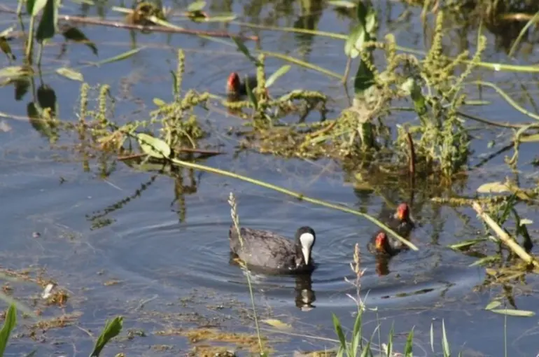 Beyşehir'de Meke ve kazlar ilgi odağı oldu