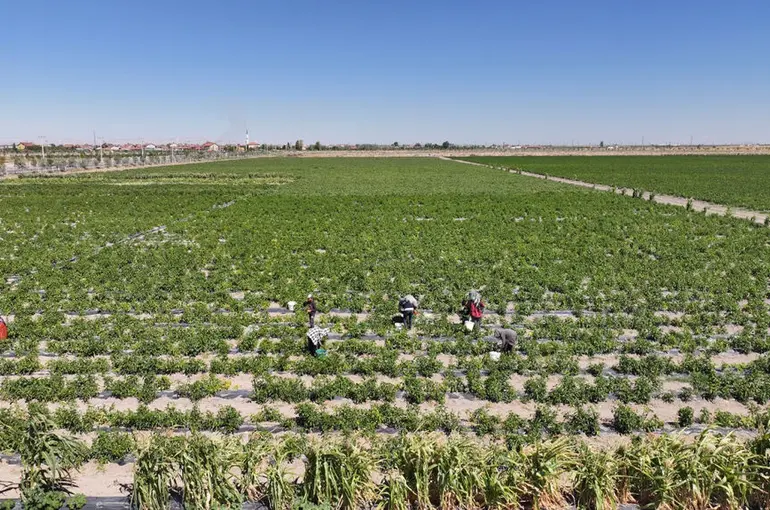 Binlerce Yıllık Ata Tohumları Karatay’da Hayat Buluyor