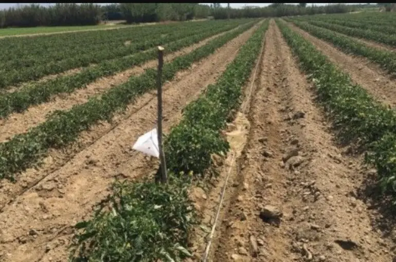 Domatesler hastalıklardan korunuyor