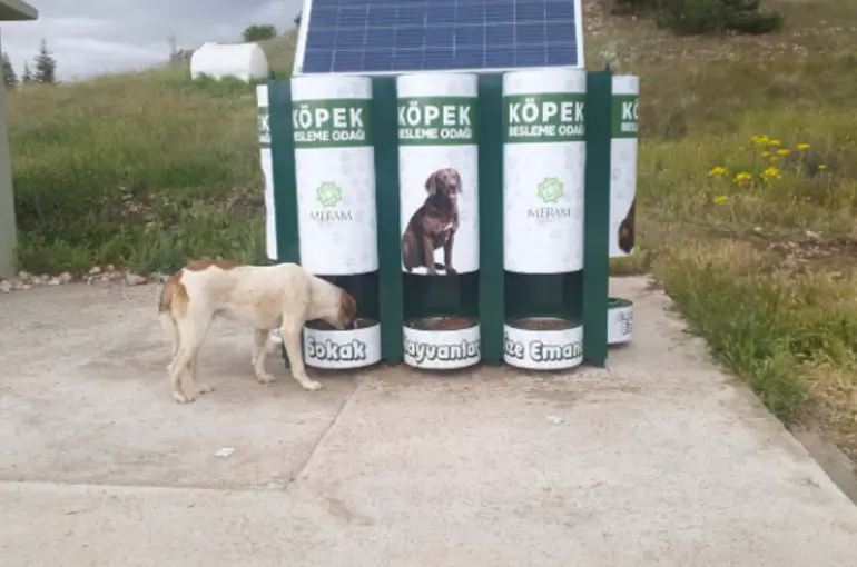 Hayvan Dostu Meram’da Sokak Hayvanlarının Mama Kapları Artık Otomatik Dolacak