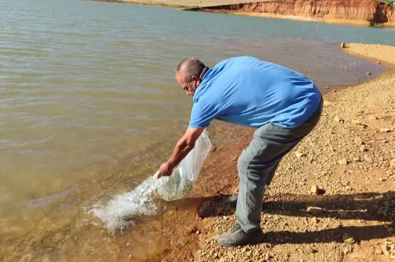 Hüyük'te Göletlere Yavru Sazan Salındı