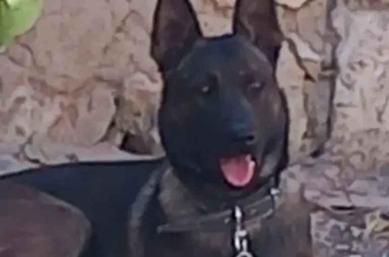 Karaman'da 3 Yaşındaki Salih Efe'ye Saldıran Köpeğin Sahibi Tutuklandı