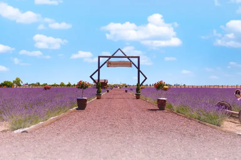 Karatay Lavanta Bahçesi 1 Temmuz’da Kapılarını Açıyor