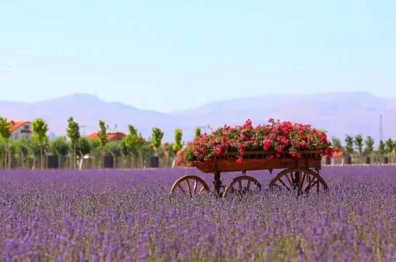 Karatay Lavanta Bahçesi İle Güzelleşiyor