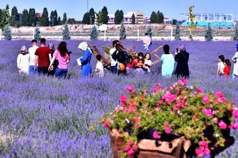 KARATAY’DA LAVANTA GÜNLERİ BAŞLIYOR