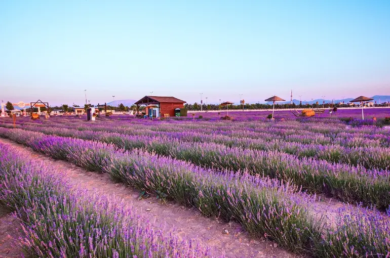 Karatay’da Lavanta Mevsimi Başlıyor!